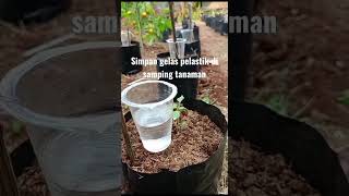 Download lagu tips penyiraman cabai di polybag.   #cabai merah besar. #petani milenial #petani modern mp3