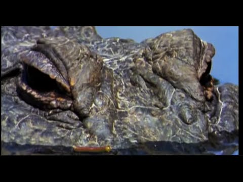 Alligators And Crocodiles Ck 12 Foundation