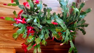 আমার ঘরের ভিতরে ফুল গাছে কত ফুল ফুটেছে দেখেন🥰 আলহামদুলিল্লাহ মাশাআল্লাহ ❤️