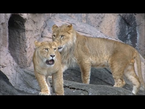 ライオンの鳴き声 part2（子供のライオン）/ 東山動物園