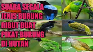 Download lagu suara burung ribut suara nya JERNIH dan juga HD paling ampuh buat memikat di hutan mp3