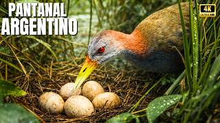 Esteros do Iberá: O Santuário Secreto da Vida Selvagem na América do Sul | Documentário da Natureza