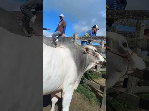 feira de gado nelore capoeiras Pe.03/05/24