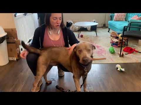 Sweetest boy Silver Jake