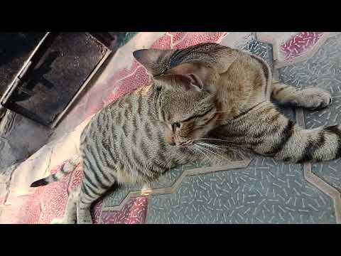 Bagha ni mashi my kalu😂🤭...#cat #catvideos 