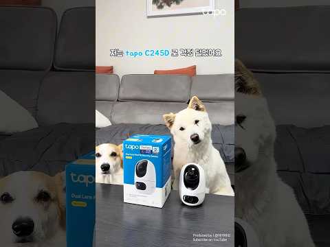 우리 강아지 셀카 1년에 24500장, 내 셀카 10년에 1장 | Tapo C245D