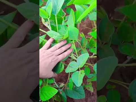 Soja em Viradouro 2025/26 #agro #johndeere #farming #saopaulo #soyabean #grãos #lavoura #agriculture