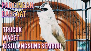 Download lagu pancingan DAHSYAT, trucuk macet TRUCUK bisu ,putarkan ini 99,9 % pasti sembuh gacor kembali mp3