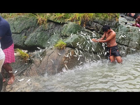 400 kg😱🐟🐬 bata fish full masti video #village net fishing #hirakud dam fishing video #video #fish