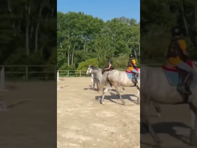 CONNEMARA HONGRE 4 ANS