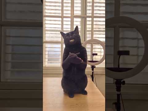 Cuando tu gato te abandona