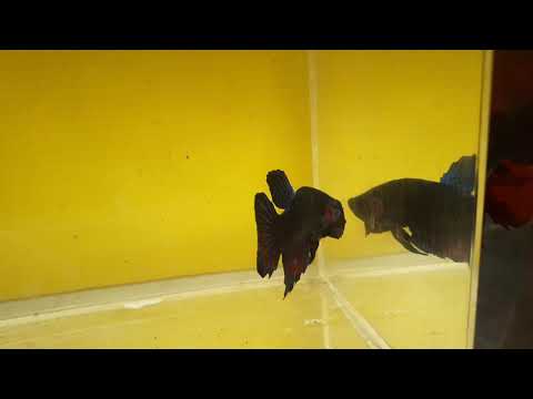 Sihung fighter bjr06 betta fighter ipoh