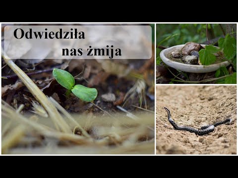 Ogród od zera #7 - Poidełko, żmija i słoneczniki