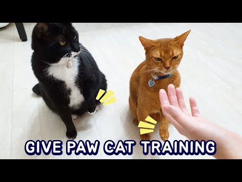 How to Train My cats to Give Paw