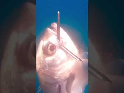 Blasting a horse eye jack in blue water #spearfishing #caribena #fishing #pescasub #speargun