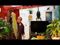 How To Grow and Propagate Tillandsia, Spanish Moss, Old Mans Beard  (Air Plants)