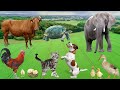 Cute Little Animals Dog Cat Chicken Elephant Cow Tortoise Animal Sounds