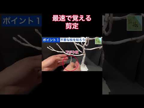 園芸 枝セロリ、リブセロリ