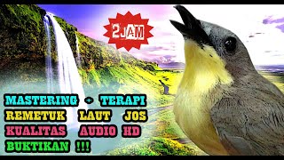 Download lagu Remetuk Laut Gacor Audio - Masteran Burung Kecil Unik mp3 Download lagu Remetuk Laut Gacor Audio - Masteran Burung Kecil Unik mp3