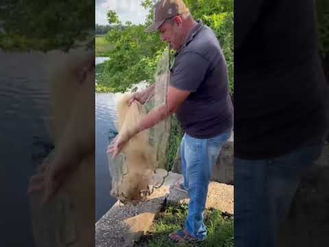 Barragem de Coroatá transbordando: pesca de tarrafa e banho no interior do Maranhão