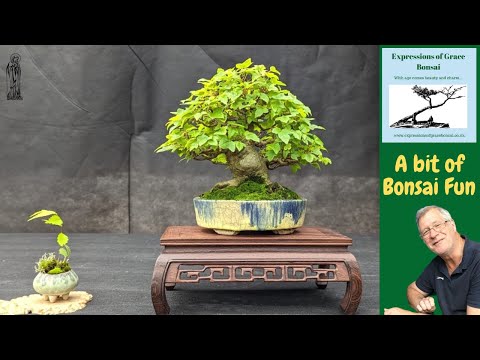 Bigger & Better! The Doncaster Bonsai Experience