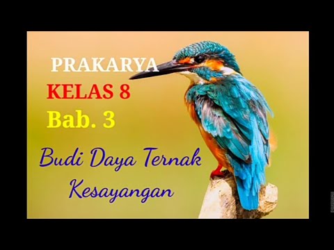 , title : 'Budi Daya Ternak Kesayangan | Prakarya 8 #aliassinar #daring #smp #prakarya'