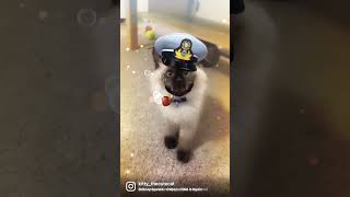 Britney Spears - Oops!...I Did It Again Cool Cat