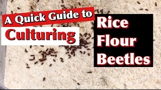 A Quick Guide to Culturing Rice Flour Beetles (Tribolium confusum)