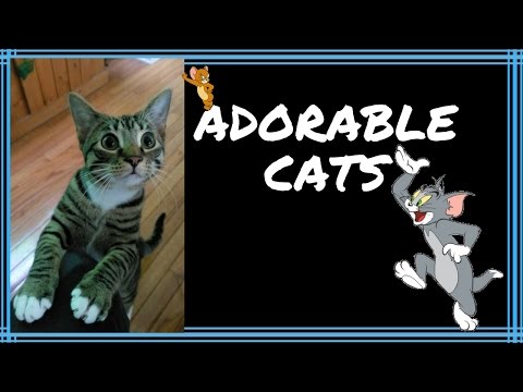 Cats are so funny you will die laughing - Funny cats
