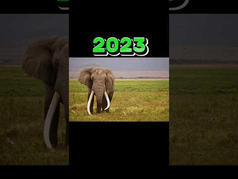 Elephant 🐘 2023 vs 5000 bce| Mammoth  #shorts #mamoth  #video