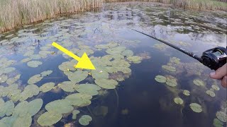 Topwater FROG Fishing For Minnesota Bass