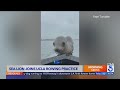 UCLA rowing team gets visit from sea lion