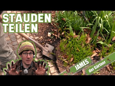 Stauden selber vermehren - 3 einfache Methoden um Stauden zu teilen | James der Gärtner