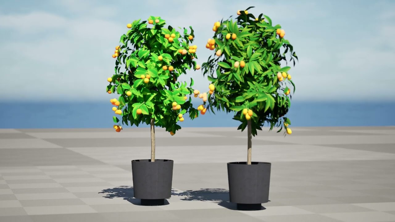 Collezione di agrumi Modello 3D