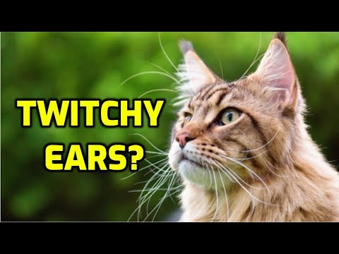 Why Do Cats Ears Twitch A Lot?