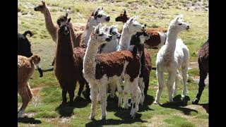 Los Patos to Compuel