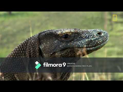 Komodo Dragon - Khalisa Hamidah