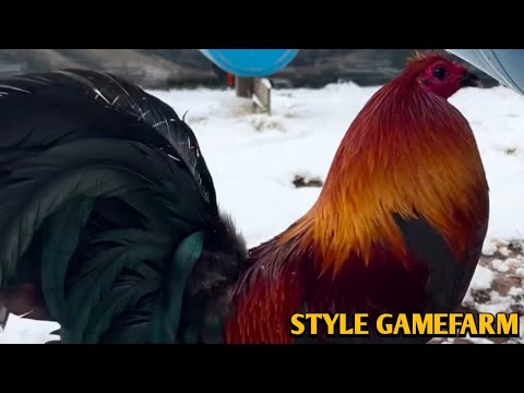 Mclean Hatch Sweater Kelso - STYLE FARM