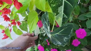 Favorite Alocasias