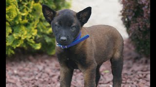 Video preview image #1 Belgian Malinois Puppy For Sale in HONEY BROOK, PA, USA