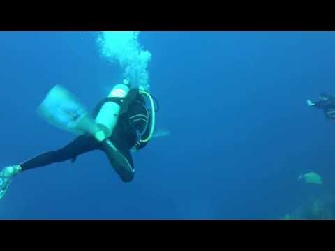 Little Cayman -- Bloody Bay Wall Reef Shark