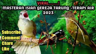 Download lagu MASTERAN KAPAS TEMBAK JANGKRIK TERAPI AIR mp3 Download lagu MASTERAN KAPAS TEMBAK JANGKRIK TERAPI AIR mp3