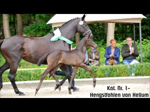 22. Juli 2017 - Trakehner Fohlenauktion Hannover