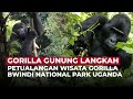 Petualangan Seru Menyusuri Habitat Asli Gorilla Di Bwindi National Park OneNews Update