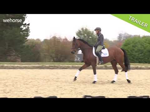 Wie reite ich fliegende Galoppwechel? | Ingrid Klimke