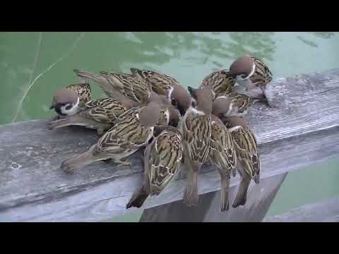 水上橋に餌を貰いに集まって来る雀達 20230425pm 20（天満宮雨の日）