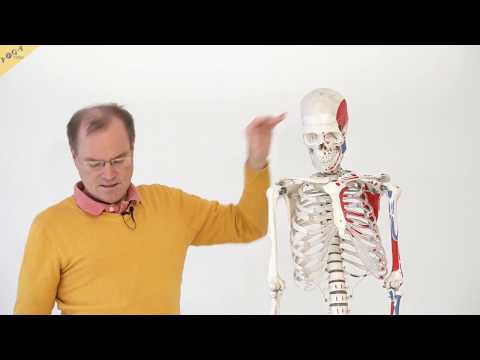 Symptome von drückendem Schmerz im Bauch und unteren Rücken Einige Salben können in der Schwangerschaft Schmerzen im Nacken