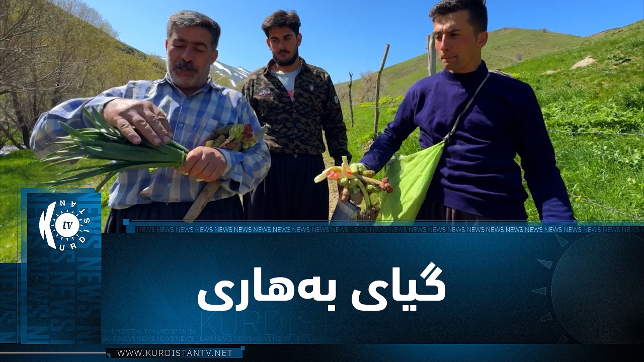 ڤیدیۆ | فیچەر.. گیای بەهاری، سەرچاوەی بژێوی ژیانی بەشێك لە خەڵكی