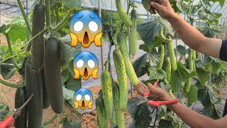 오이가...헉