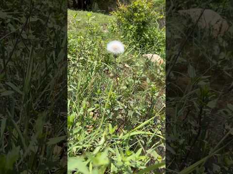 Amazing Spring Water with relaxing Sound! #nature #viral #freshwater #water #savewater #shorts #fyp